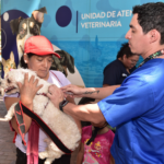 PERRITOS D